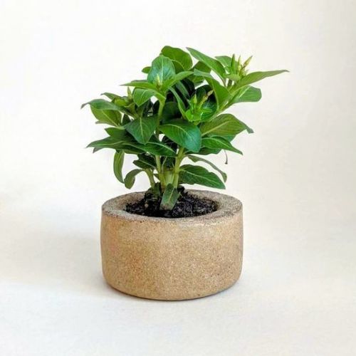 chậu cây làm từ cafe au lait base chậu cây làm từ cafe au lait base